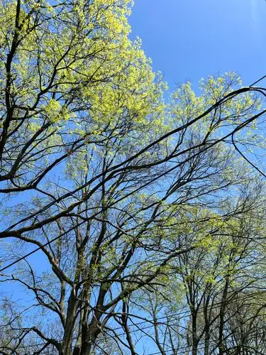 Vibrant new life reaches for the clear sky.